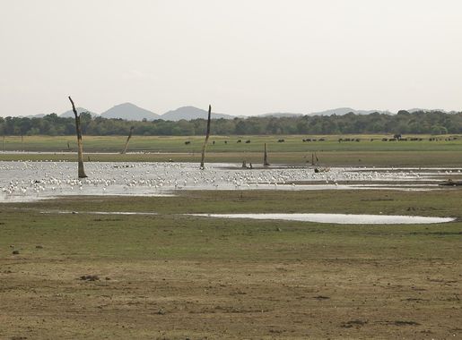 File:Birds at the Minneriya-Giritale National Park.jpg - Wikipedia