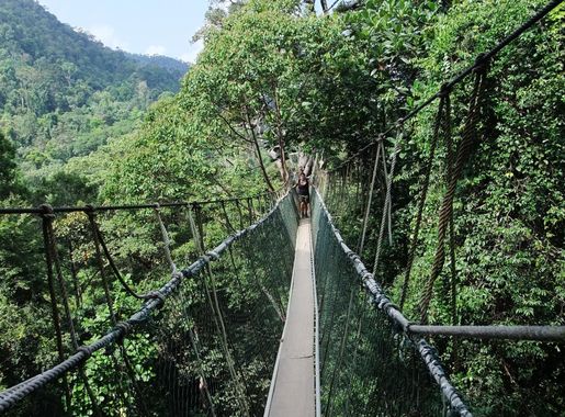 File:Taman Negara Canopy Walkway.JPG - Wikimedia Commons