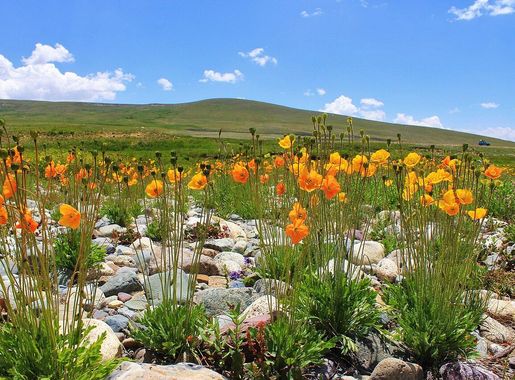 File:Yellow & Orange flowers at Deosai National Park Pakistan.JPG -  Wikipedia