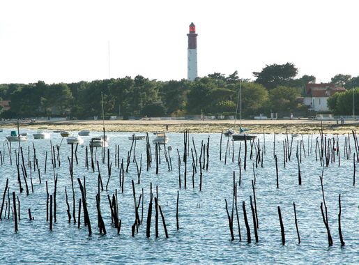 File:Cap-ferret fme 135a.jpg - Wikipedia