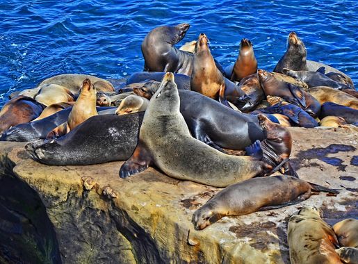 File:La Jolla Cove, Ca. Sea Lions (12096651634).jpg - Wikimedia Commons