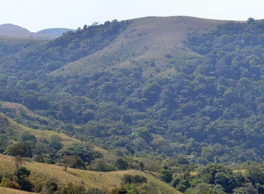 File:Nigeria, Taraba State, Mambilla Plateau, Ngel Nyaki Forest Reserve,  2012.jpg - Wikimedia Commons