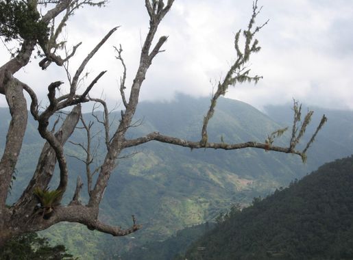 File:Blue Mountains, Jamaica.jpg - Wikipedia