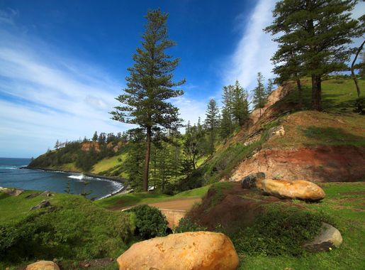 File:Norfolk-Island-Pines.jpg - Wikimedia Commons