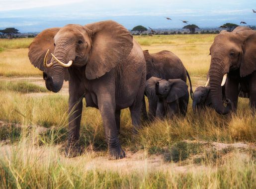 File:African Bush Elephants, Amboseli National Park (32312286377).jpg -  Wikimedia Commons