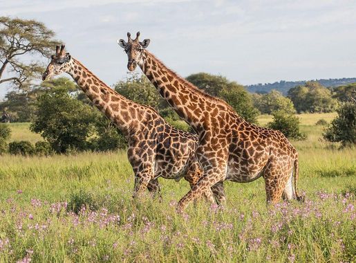 File:Giraffe - Tarangire National Park - Tanzania-4 (35071795026).jpg -  Wikimedia Commons