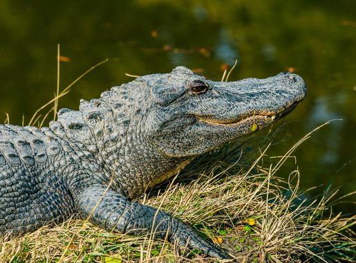 File:Wild Alligator (Unsplash).jpg - Wikimedia Commons