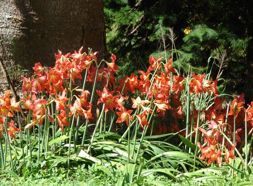 File:Starr 070403-6417 Hippeastrum striatum.jpg - Wikimedia Commons