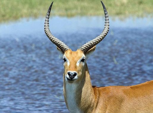 Free photo: antelope, africa, puku, kobus vardonii, waterbuck, animal, one  animal | Hippopx