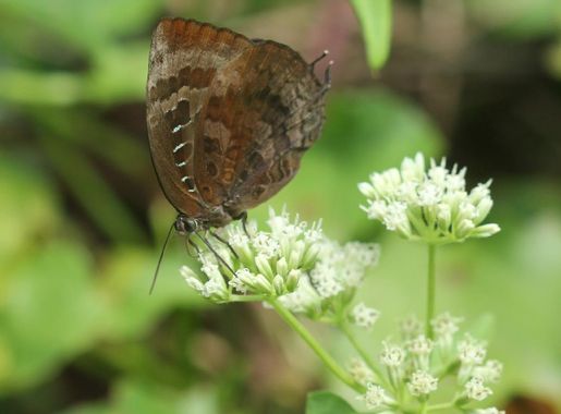 File:Centaur Oakblue andamans at Mt Harriet National Park.jpg - Wikimedia  Commons