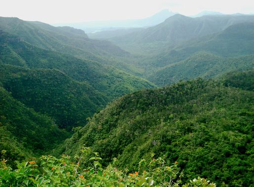File:Black River Gorges National Park, Mauritius.jpg - Wikimedia Commons