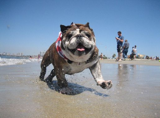 File:A bulldog at Rosie's Dog Beach.jpg - Wikimedia Commons