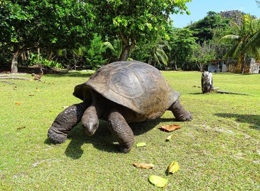 File:Curieuse Marine National Park Aldabra giant tortoise.JPG - Wikimedia  Commons