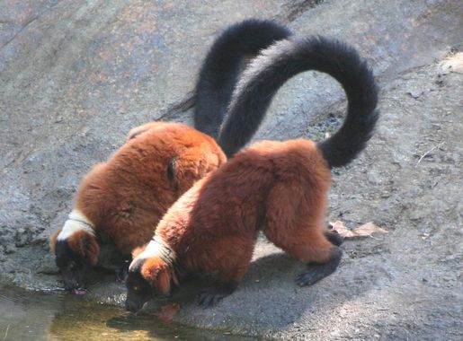 File:Red Ruffed Lemurs drinking.JPG - Wikimedia Commons