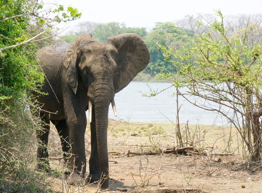 File:Elephant at Majete wildlife reserve (15073475793).jpg - Wikimedia  Commons