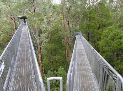File:The 30m high structure of The Treetop Walk (19359703106).jpg -  Wikimedia Commons