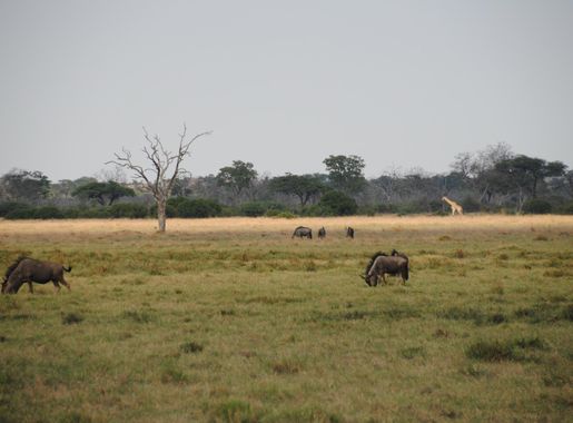 File:The beauty landscape of Savuti Marsh - Botswana - panoramio.jpg -  Wikimedia Commons