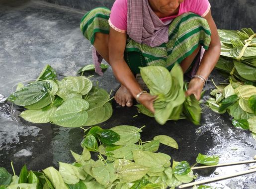 File:Woman Preparing Betel Leaves - Khasia Tribal Village - Lawachara  National Park - Outside Srimangal - Sylhet Division - Bangladesh  (12924016985).jpg - Wikimedia Commons