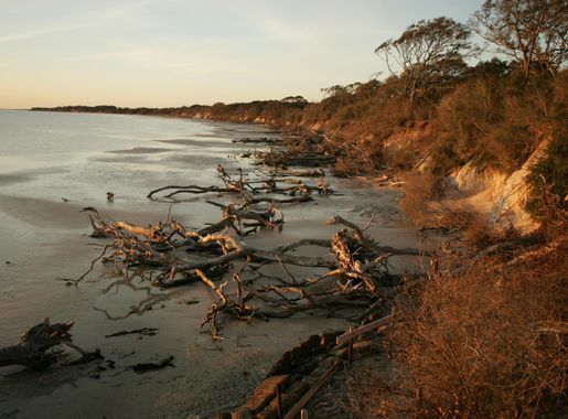 Free picture: driftwood, shore, landscape, outdoor