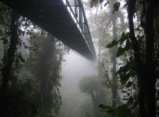 File:DirkvdM canopy walk.jpg - Wikimedia Commons