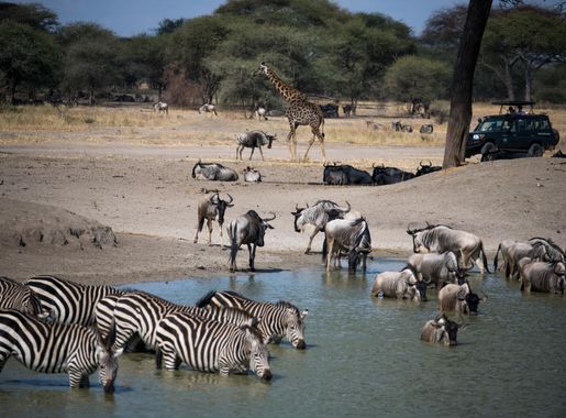 File:Zebras drinking in Tarangire National Park.JPG - Wikimedia Commons