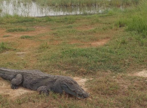 File:Paga crocodile pond.jpg - Wikimedia Commons