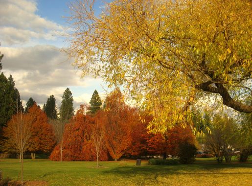 File:John A. Finch Arboretum - IMG 6938.JPG - Wikimedia Commons