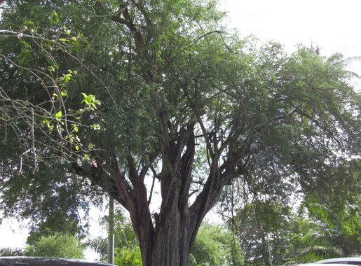 File:Emperor Valley Zoo Trinidad & Tobago.jpg - Wikimedia Commons