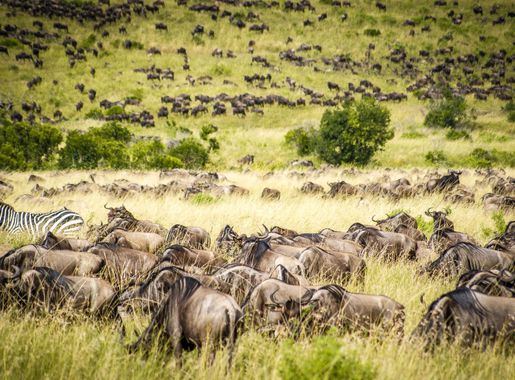 File:Masai Mara Wildlife (120793083).jpeg - Wikimedia Commons