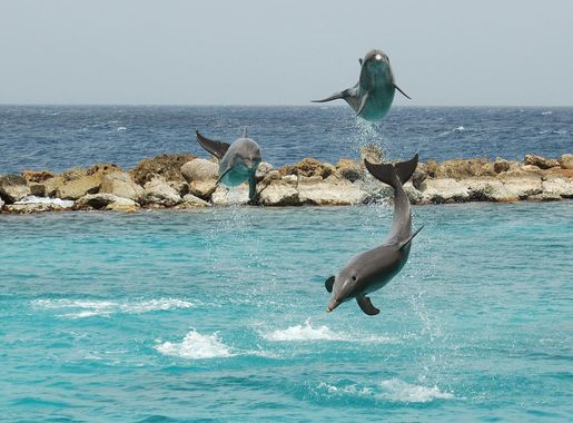 File:Curaçao Sea Aquarium Dolphin Show.jpg - Wikimedia Commons