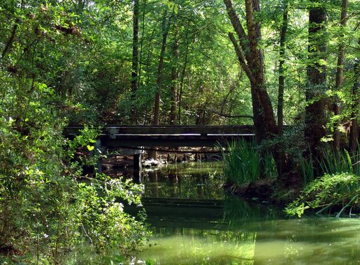 File:Forest Bridge in The Woodlands.jpg - Wikimedia Commons