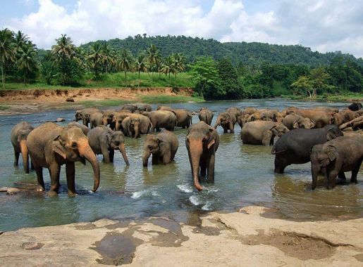 File:Pinnawala elephant orphanage.jpg - Wikimedia Commons