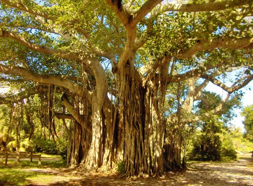 File:Giant tree in Hugh Taylor Birch Park, Fort-Lauderdale, Florida -  panoramio.jpg - Wikimedia Commons