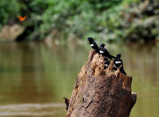 Archivo:Atticora fasciata -Rio Tiputini, Yasuni National Park, Ecuador-8.jpg  - Wikipedia, la enciclopedia libre