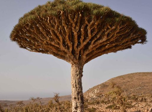 File:Dragon's Blood Tree, Socotra Island (11083564084).jpg - Wikimedia  Commons