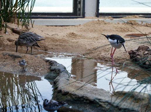 File:Shorebirds in the aviary at Monterey Bay Aquarium.jpg - Wikimedia  Commons