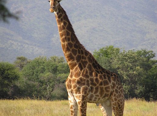 File:Giraffe standing.jpg - Wikipedia