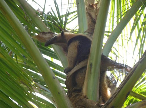 Archivo:Northern Tamandua Anteater (Tamandua mexicana) in Costa Rica.JPG -  Wikipedia, la enciclopedia libre