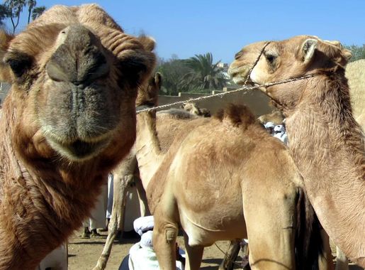 File:Camels for Sale (8384454106).jpg - Wikimedia Commons