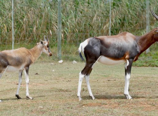 File:Bonteboks (Damaliscus pygargus) female and young ... (52855948796).jpg  - Wikimedia Commons