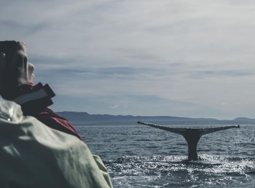 File:North Sailing - Húsavík Whale Watching, Húsavík, Iceland  (Unsplash).jpg - Wikimedia Commons