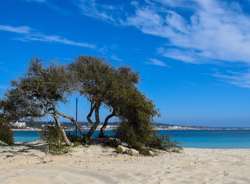 Free Images : landscape, sea, coast, tree, sand, ocean, sky, shore,  vacation, scenery, lagoon, bay, island, blue, body of water, clouds,  habitat, cyprus, cape, landform, ayia napa, makronissos beach, natural  environment 5384x3589 - -