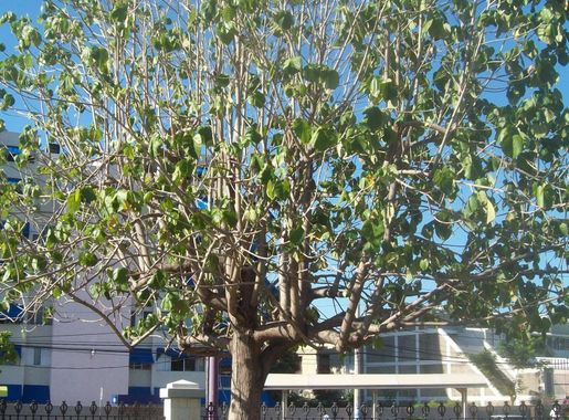 File:Blue Mahoe Tree.JPG - Wikimedia Commons