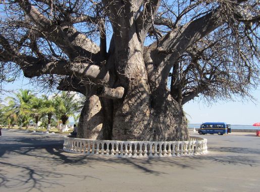 File:The baobab, Mahajanga.jpg - Wikimedia Commons