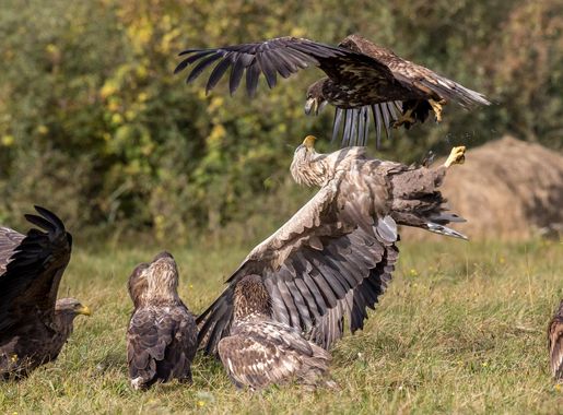 Gostynin and Włocławek Landscape Park - Wikipedia