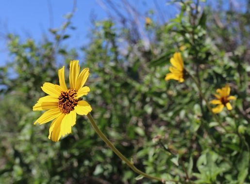Wildflowers Late Bloomers - Santa Monica Mountains National Recreation Area  (U.S. National Park Service)