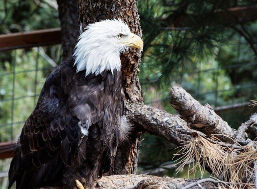 Free Vectors, PNGs, Mockups & Backgrounds | rawpixel