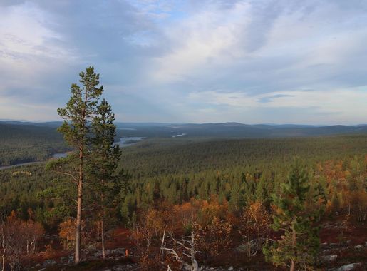 Ilmaisia Kuvia : maisema, puu, luonto, metsä, erämaa, vuori, pilvi,  vaellus, polku, niitty, aamu, puun lehti, mäki, järvi, vuorijono, syksy,  harjanne, ulkona, ylätasanko, Suomi, putosi, elinympäristö, ekosysteemi,  maaseutu, Lappi, Napapiiri ...
