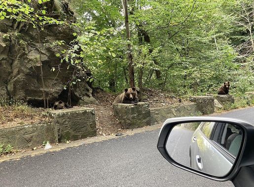 Datei:Braunbären am Transfagarasan.JPG – Wikipedia