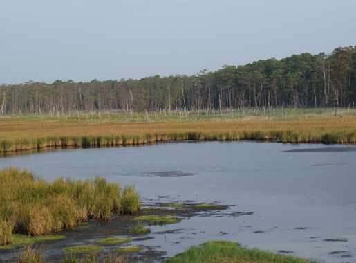 File:Blackwater National Wildlife Refuge (8895072196).jpg - Wikimedia  Commons